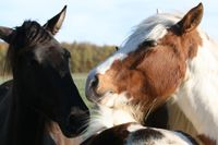 Beauty und Dakota