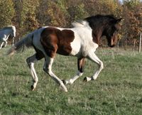 im Galopp &uuml;ber die Wiese